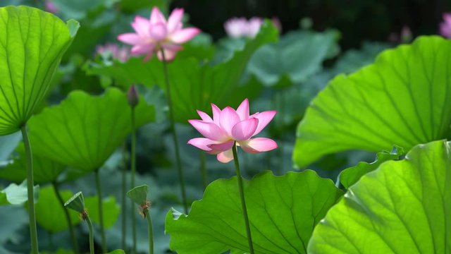 pink lotus flower blooming in garden pond