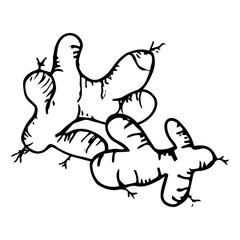 Ginger icon vector hand drawn