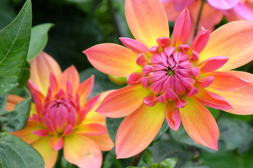 Orange and pink 'Kilburn rose' decorative dahlia flowers..