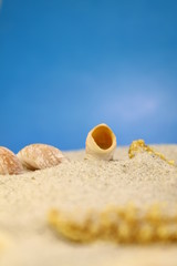 shell on the beach