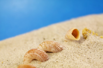 shell on the beach