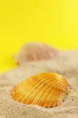 seashell on the sand