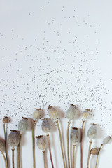 Dry poppy on a light background with seeds.Poppy seeds in the buds.Abstract natural background with neutral colors.Minimalistic, stylish, trendy concept.copy space.Vertical orientation.