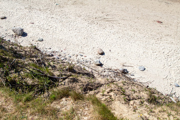 Sea shore. Sand and pebbles. Tree roots and branches.