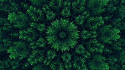 Kaleidoscope background. Hypnotic motion. Green symmetrical fractal design looped animation on black. Dynamic ethnic abstract texture. Forest trees ornament. - Powered by Adobe