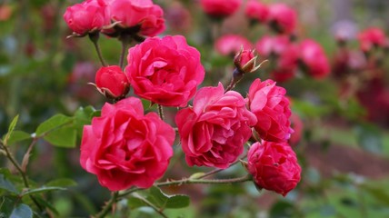 Pink Roses in a Garden