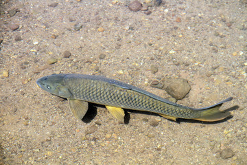 clear water which can easily see such a big fish in lake 
