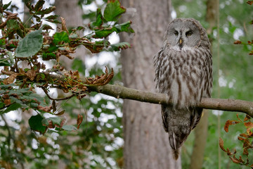 Great grey owl perched on a tree