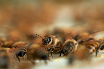 A worker bee saying hello