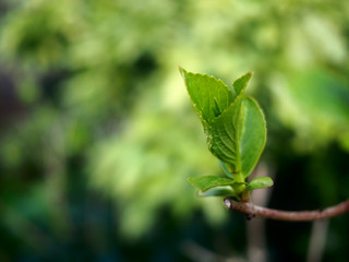Hojas verdes naciendo y creciendo close-up. Primavera se acerca
