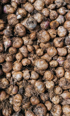 Garlic head, clove. Freshly dug garlic close-up. Delicious and healthy food from the garden. Ripe garlic with grains of dirty earth.