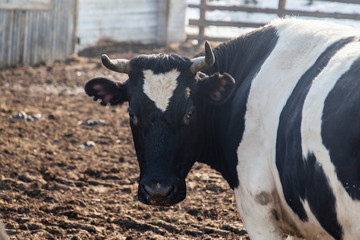 Black and white cows on animal farm