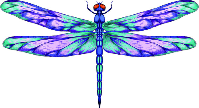 blue purple dragonfly with delicate wings vector illustration 