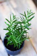 Selective focus. Rosemary grows in a pot.
