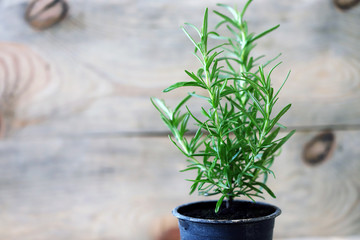 Selective focus. Rosemary grows in a pot.