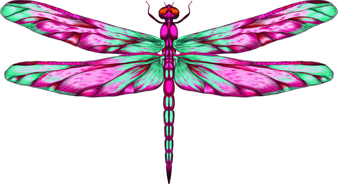 pink blue purple dragonfly with delicate wings vector illustration 