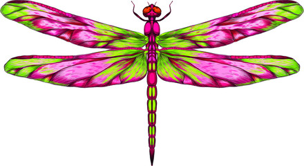 pink and green dragonfly with delicate wings vector illustration 