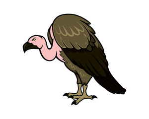 Detailed Vulture with Standing Gesture Illustration