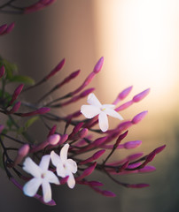 fiori al tramonto