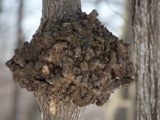 Closeup of a Giant Tree Burl or Burr on a Tree Trunk
