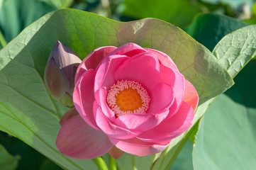 Close-up of a pink Indian Lotus flower in the Bay on a Sunny summer day.