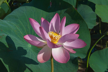 Close-up of a pink Indian Lotus flower in the Bay on a Sunny summer day.