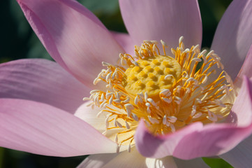 Close-up of a pink Indian Lotus flower in the Bay on a Sunny summer day.