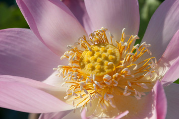 Close-up of a pink Indian Lotus flower in the Bay on a Sunny summer day.
