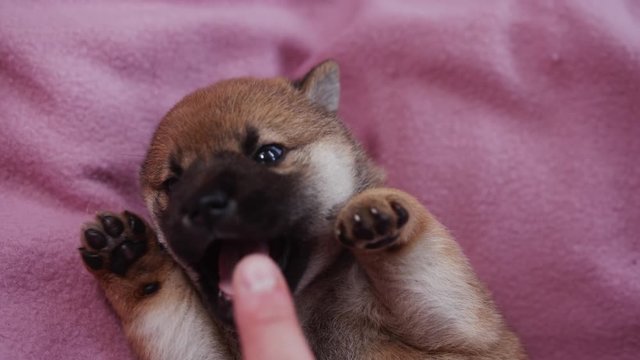 Hand of an owner playing with cute adorable puppy dog.