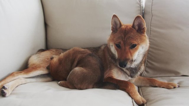 Mother dog feeding her puppy with milk.