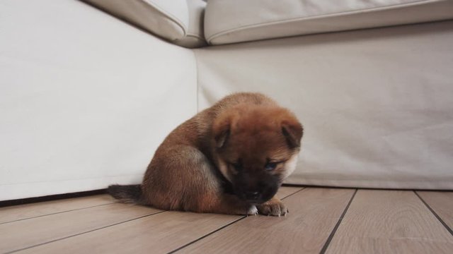 Cute Playful Puppy on the Apartment Floor. Shiba Inu Dog Breed.