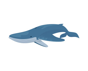 Detailed Swimming Blue Whale Illustration