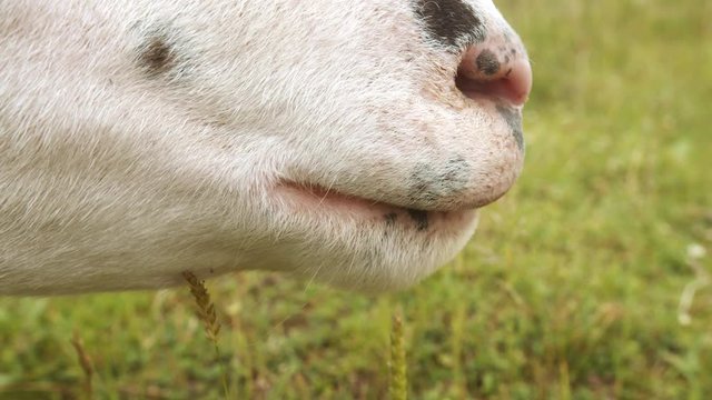 Mouth of a sheep eating and chewing grass.