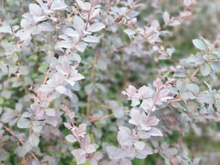 Blossom flower