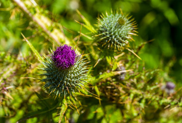 A purple thistle bud on Skomer Island (breeding ground for Atlantic Puffins) with a defocussed background in early summer
