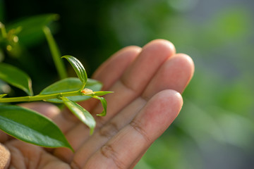 Green leaves are growing, and handhold  Leaf top