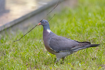 Wood pigeon building a nest. Gathering nest material on a vivid springtime grass.