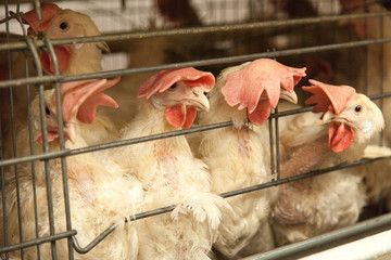 Chickens in an industrial chicken coop on a large © Дэн Едрышов