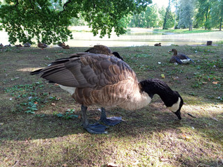 The Canada Goose