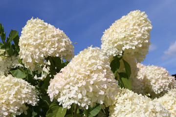 White flowers of hydrangea paniculata in garden. Summer nature. Postcard with white hydrangea...