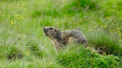 Murmeltier in den Alpen, wildes Bergmurmeltier