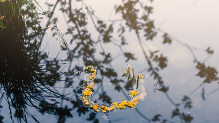 Yellow dandelion wreath floating in water