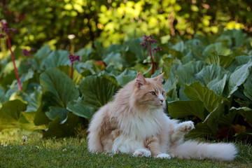 A norwegian forest cat male in the evening light in garden