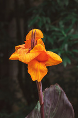 Bright orange canna lilly flower on blurred background