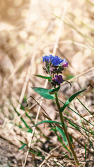 Blooming lungwort on blurred background in spring