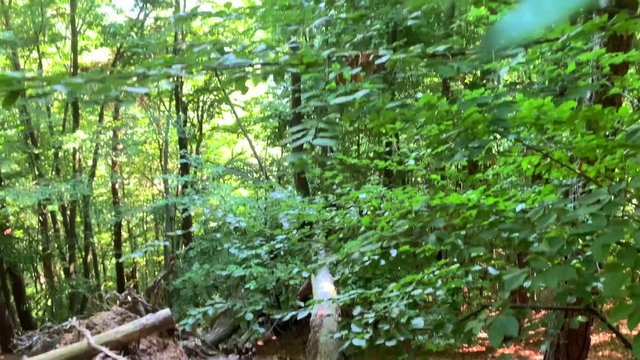 Fallen tree in Italian woods. Pan shot.