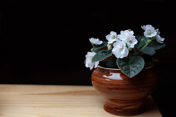 White saintpaulia in a brown pot on a wooden table on a dark background