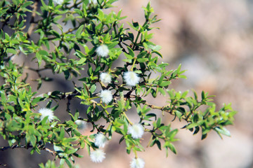 cotton flower in desert mountain