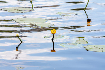 Waterlily in garden pond