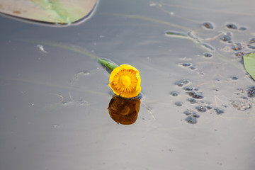 Waterlily in garden pond - obrazy, fototapety, plakaty